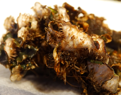 Peltigera ponojensis