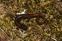 Eurycea multiplicata