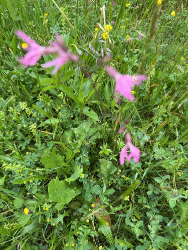 ragged-robin
