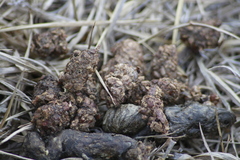 Bassariscus