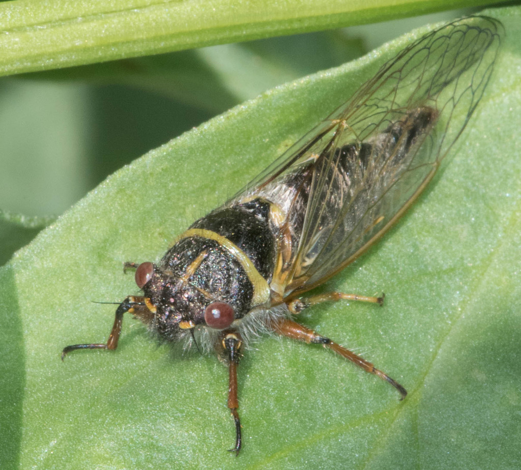 Orchard Cicada