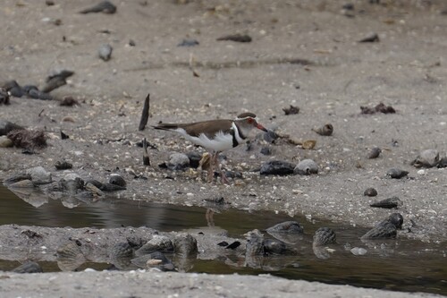 iNaturalist image