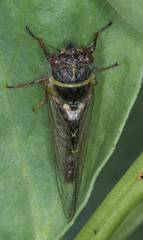 Platypedia areolata
