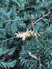 Pestalotiopsis funerea