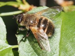 Tachina lurida