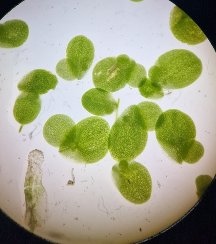 Common Duckweed