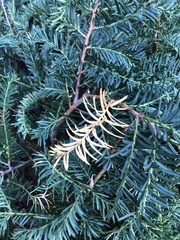 Pestalotiopsis funerea