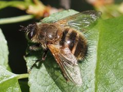 Tachina lurida