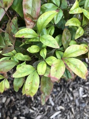 Pseudocercospora nandinae