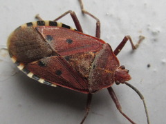 Urochela quadrinotata