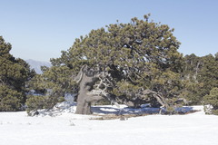 Pinus hartwegii