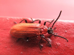 Pseudopyrochroa rufula