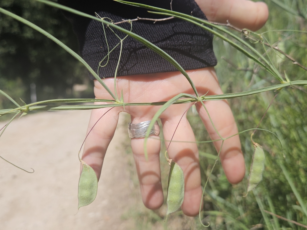 Lathyrus setifolius; photograph (c) Alessia Guggisberg, some rights reserved (CC BY-SA)