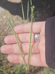 (c) Alessia Guggisberg, some rights reserved (CC BY-SA) Lathyrus setifolius, photograph (c) Alessia Guggisberg, some rights reserved (CC BY-SA)