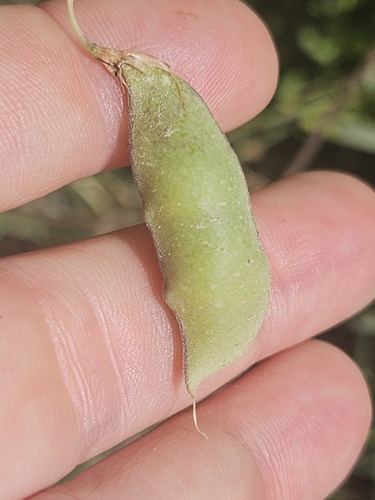 Lathyrus setifolius, photograph 2