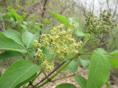 Sambucus williamsii