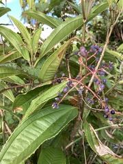 Miconia prasina