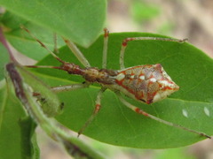 Epidaus tuberosus