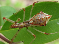 Epidaus tuberosus