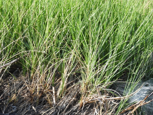 seashore dropseed