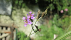 Verbena intermedia