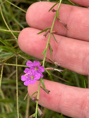 Lythrum californicum, photograph (c) Chet Burrier, some rights reserved (CC BY)
