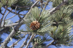 Pinus hartwegii