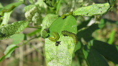 Adurgoa gonagra