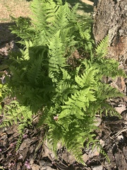 Athyrium asplenioides