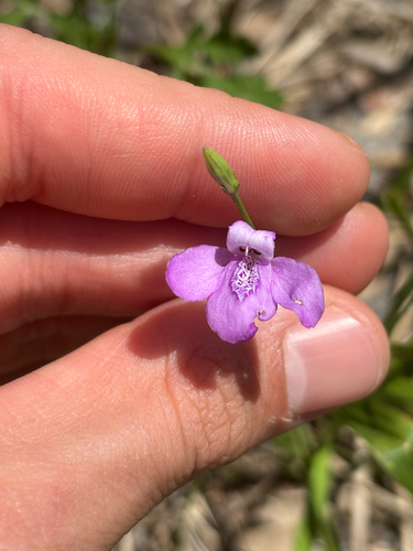 Dianthera angusta, photograph 1