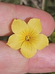 Linum campanulatum