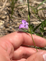 Dianthera angusta, photograph Tyler Radtke, CC0, iNaturalist via GBIF