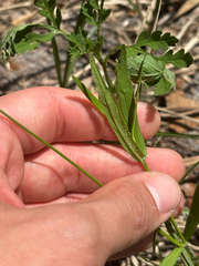Dianthera angusta, photograph Tyler Radtke, CC0, iNaturalist via GBIF