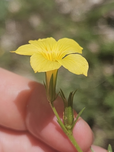 Linum campanulatum, photograph 2