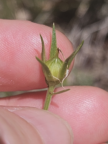 Linum campanulatum, photograph 3