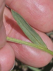 (c) Alessia Guggisberg, some rights reserved (CC BY-SA) Linum campanulatum, photograph (c) Alessia Guggisberg, some rights reserved (CC BY-SA)