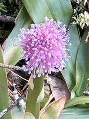 Helonias bullata