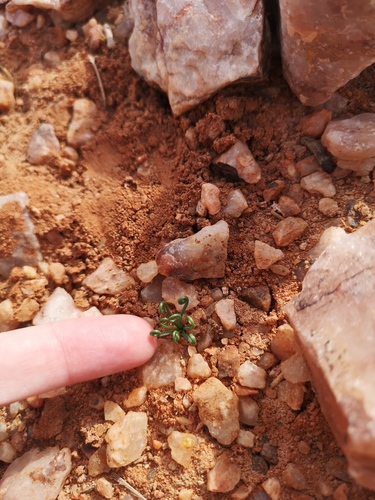 Albuca spiralis