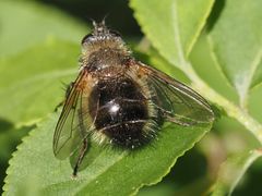 Tachina ursina
