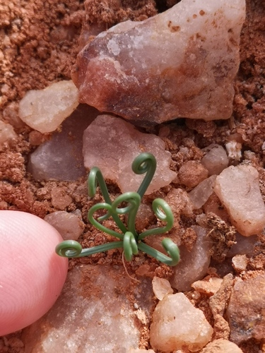 Albuca spiralis