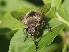 Tachina ursina