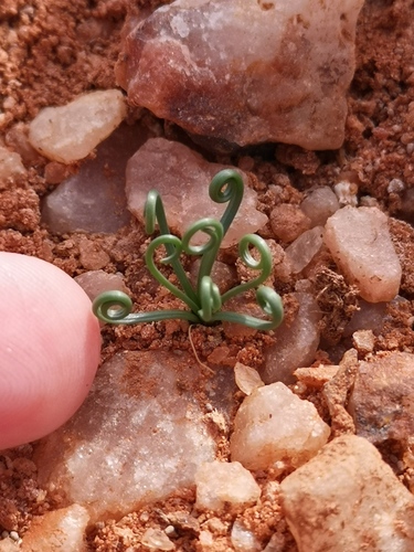 Albuca spiralis