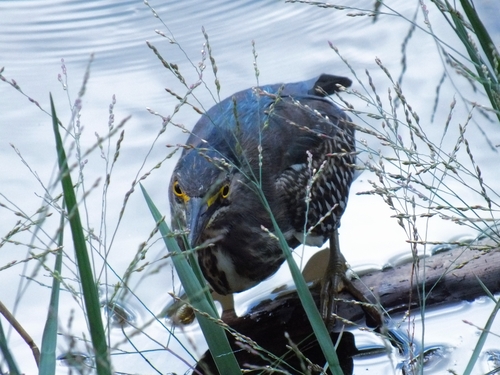 iNaturalist image