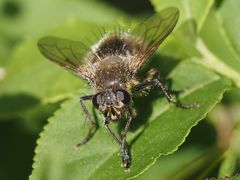 Tachina ursina