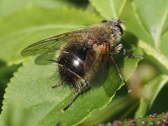 Tachina ursina