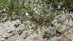 Cryptantha intermedia intermedia