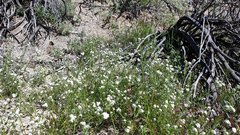 Cryptantha intermedia intermedia