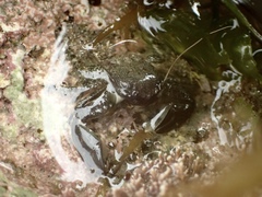Petrolisthes cabrilloi