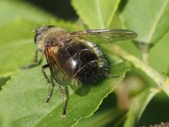 Tachina ursina