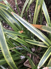 Colletotrichum liriopes